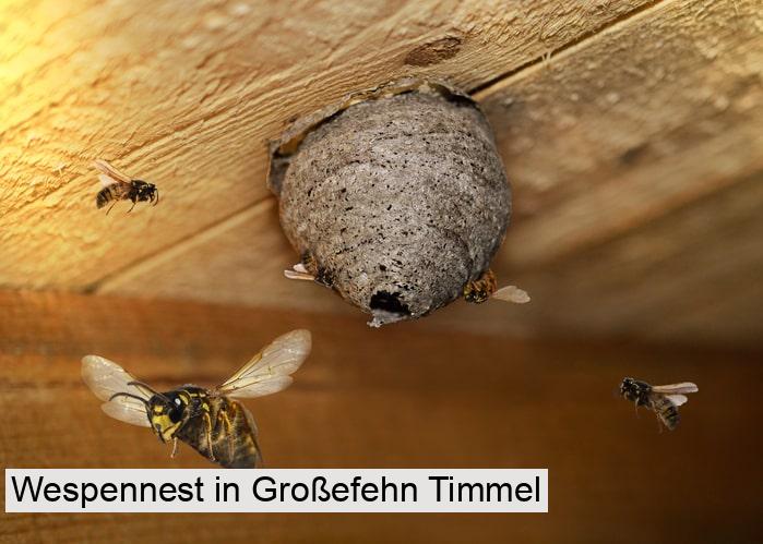 Wespennest in Großefehn Timmel